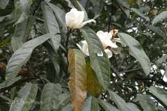 Magnolia doltsopa